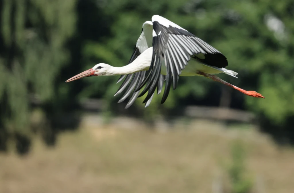 Bociany białe podczas pobytu w Afryce są monitorowane przez miniaturowe kamery, które przesyłają naukowcom zdjęcia dokumentujące ich codzienne życie