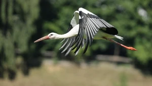Co bociany robią w trakcie afrykańskich wakacji? Latają i się obżerają