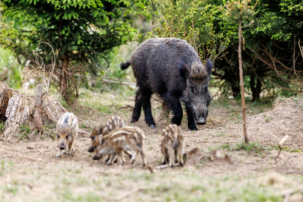 Wojewoda pomorska Beata Rutkiewicz wprowadziła czasowy zakaz polowań zbiorowych na dziki