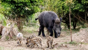 Wojewoda pomorska Beata Rutkiewicz wprowadziła czasowy zakaz polowań zbiorowych na dziki