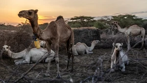 Wyginęło 70 proc. krów. Wtedy wkroczyły wielbłądy