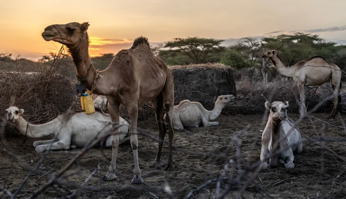 Wielbłądy dla każdej rodziny