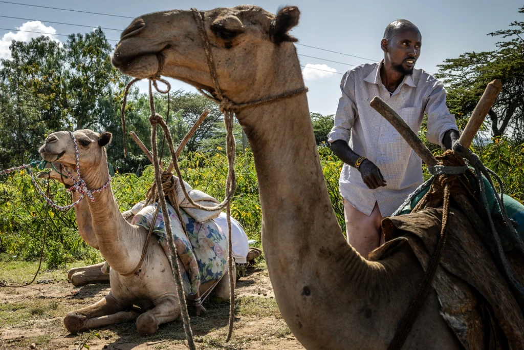 Dziki wielbłąd dwugarbny według Czerwonej Listy Gatunków Zagrożonych Międzynarodowej Unii Ochrony Przyrody jest zaliczany do kategorii CR, czyli zwierząt krytycznie zagrożonych wyginięciem.