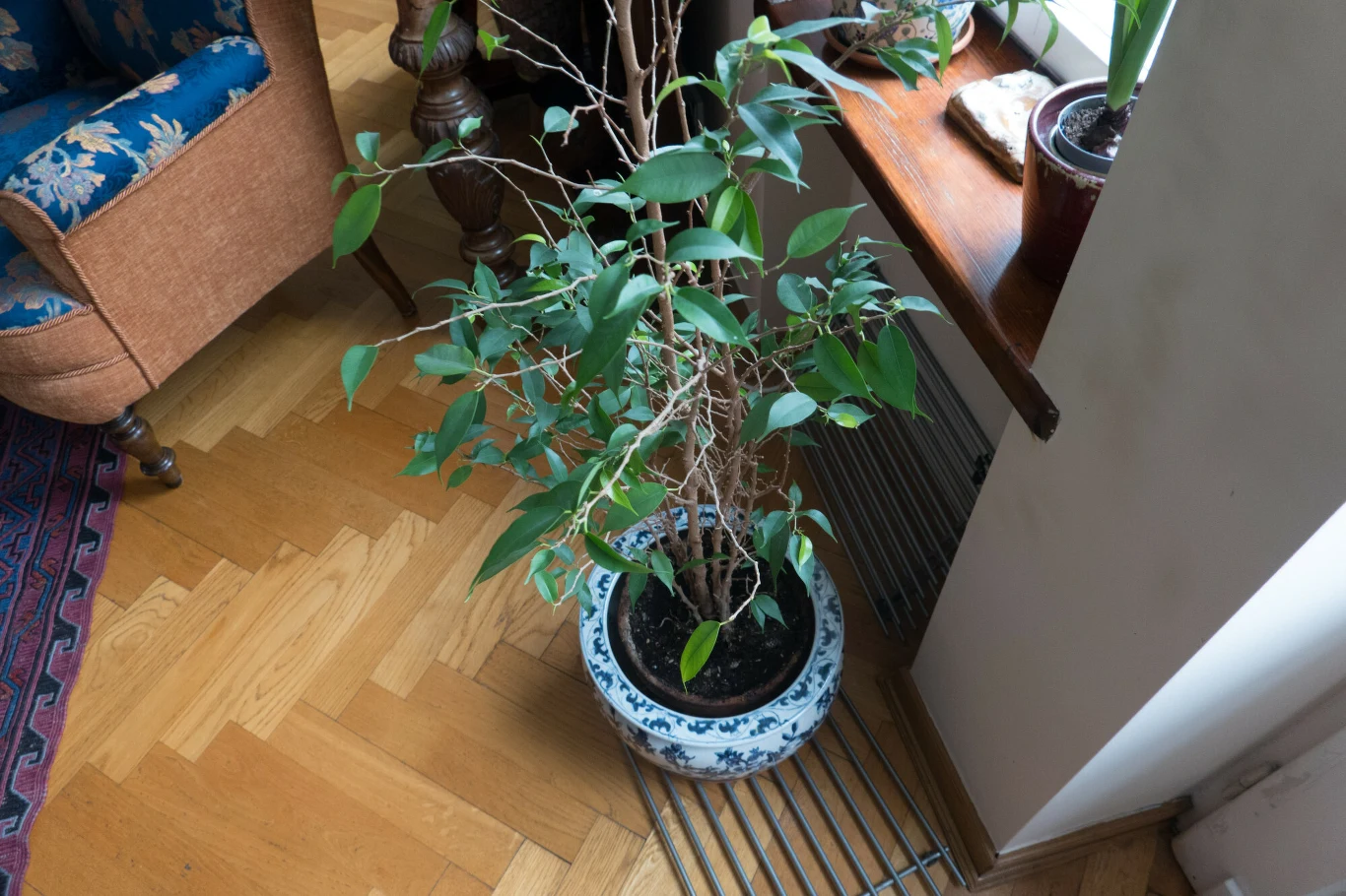 Doniczka z zieloną rośliną ustawiona na kratce wentylacyjnej przy oknie w salonie, obok brązowego fotela oraz stolika, na parapecie widoczna kolejna roślina.