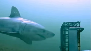 Żarłacz biały sfilmowany niedaleko Rhode Island