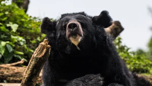 Niedźwiedź zaatakował ją, gdy zbierała grzyby. Nie żyje 79-letnia Japonka
