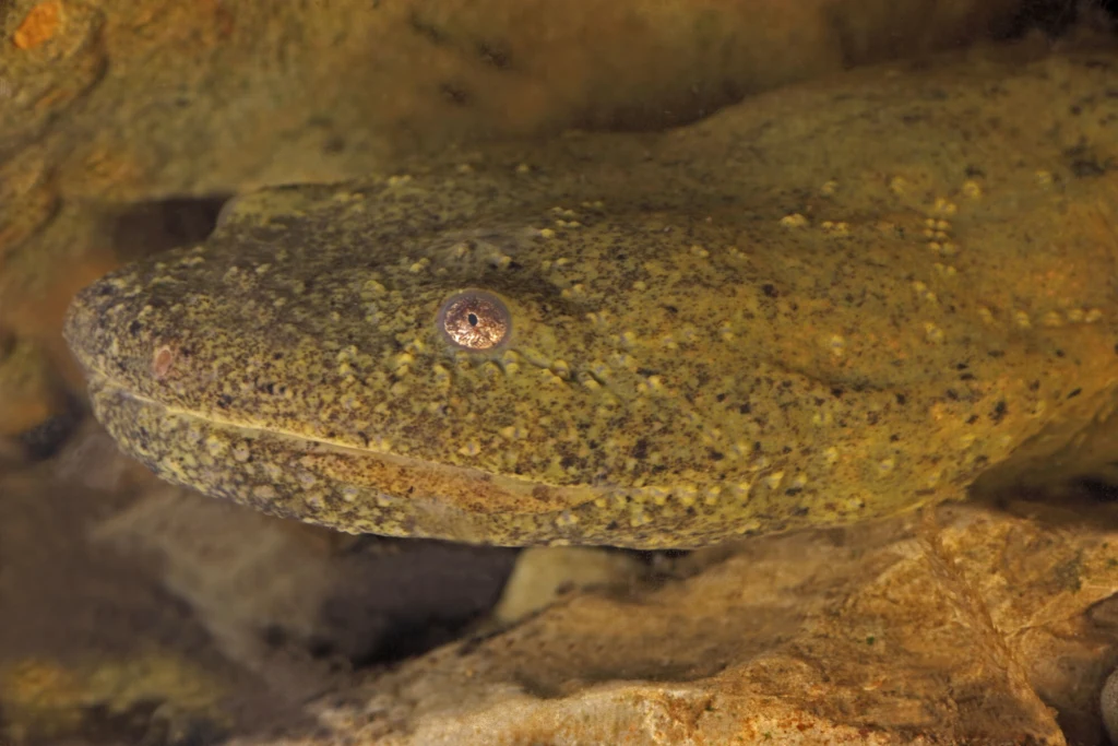 Diabeł błotny, zwany skrytostrzelem to ogromny płaz Duża salamandra ukryta między kamieniami, masywne ciało w odcieniach brązu, szarości i jasnych plam, charakterystyczne niewielkie, zaokrąglone oczy po bokach głowy.