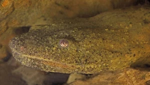 Ogromny diabeł kryje się w rzekach. Jest z nim coraz większy problem