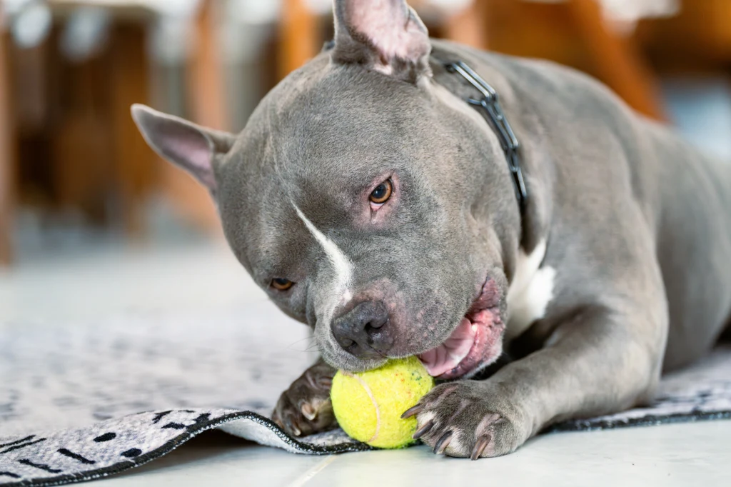 Będzie obowiązkowe OC dla psów? Jest pismo