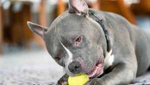 Obowiązkowe OC dla psów? Jest apel do ministra: Najwyższa pora