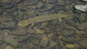 Ogromny diabeł kryje się w rzekach. Jest z nim coraz większy problem