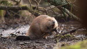 Bobry są jednymi z najważniejszych inżynierów przyrody