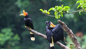 Zamurowuje swą partnerkę. Pojawił się tam, gdzie wymarł 200 lat temu