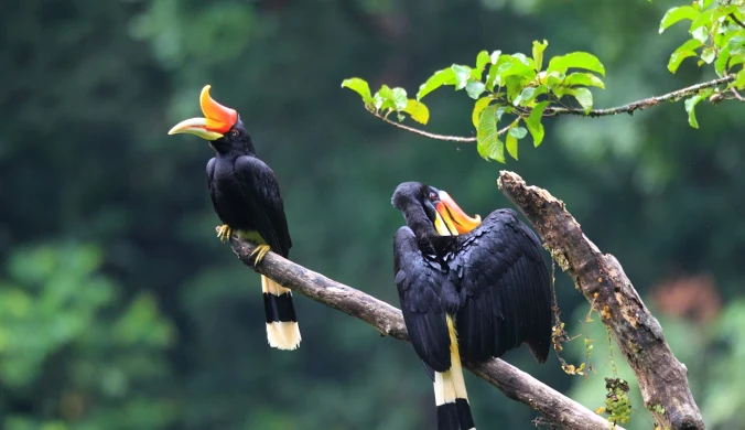 Dzioborożec żałobny jest ogromnym ptakiem. Jego upierzenie jest w większości czarne