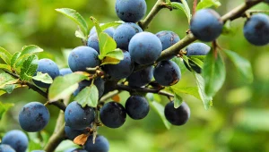 Ten dziki owoc został zapomniany przez Polaków. Ma wyjątkowe właściwości