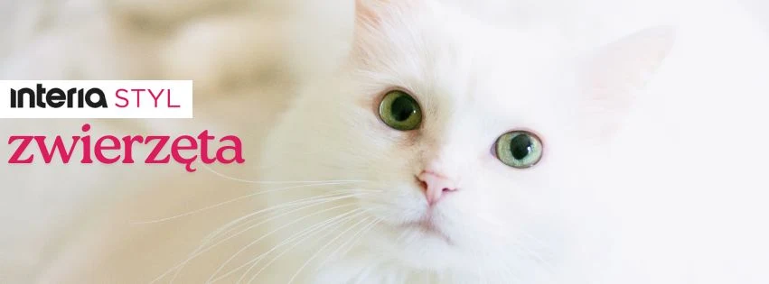 Dowiedz się, co naprawdę mówi zachowanie twojego kota Biały kot o zielonych oczach patrzący prosto w obiektyw, tło rozmyte i jasne, w lewym górnym rogu logo oraz napis 'interia STYL zwierzęta'.