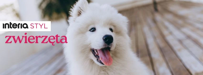Biały, puszysty pies z wywieszonym językiem siedzi na drewnianym tarasie, obok widoczne są rozmazane elementy otoczenia i logo z napisem 'interia styl zwierzęta'.