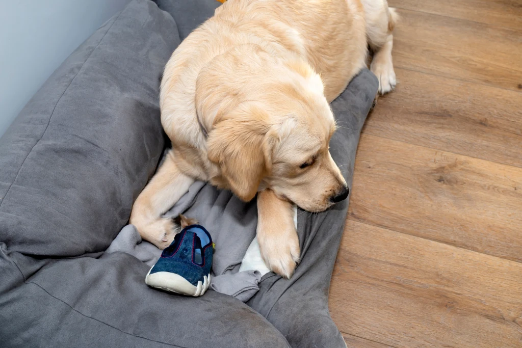 Dlaczego pies znosi nasze rzeczy do swojego legowiska?