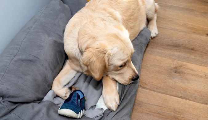 Dlaczego pies znosi nasze rzeczy do swojego legowiska?