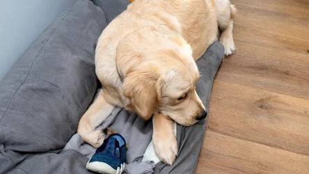 Dlaczego pies znosi nasze rzeczy do swojego legowiska?