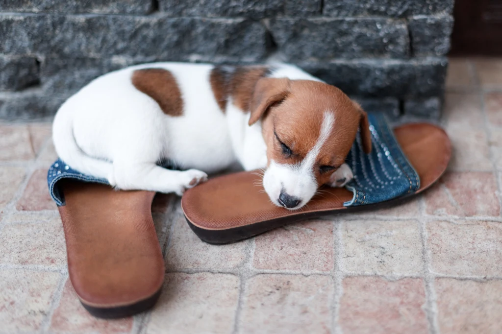 Mały szczeniak o białym futerku z brązowymi łatkami śpi na dwóch rozłożonych kapciach, leżących na jasnej, kamiennej podłodze przy murku.