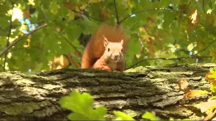Czysta Polska - odcinek 236