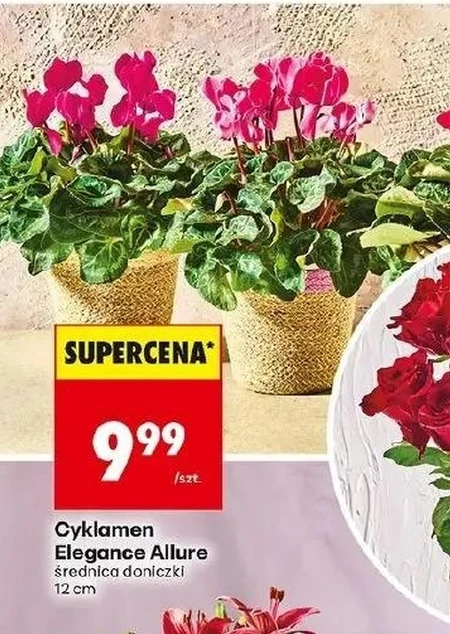Cyklamen Allure
