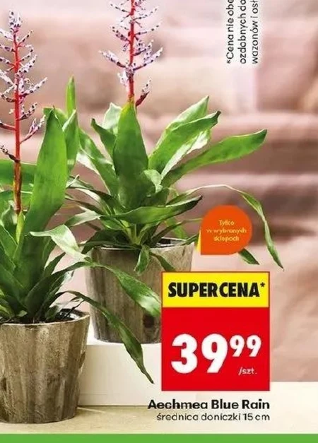 Aechmea Blue