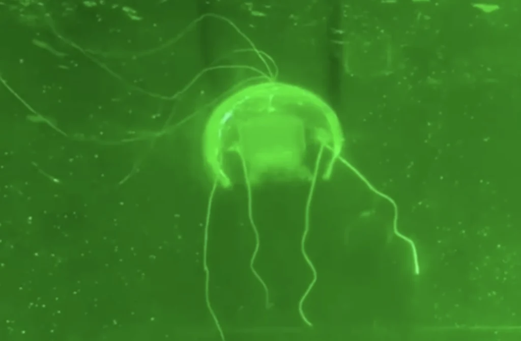 Chińczycy stworzyli "podwodnego ducha". Robot-meduza wygląda i porusza się jak żywy organizm