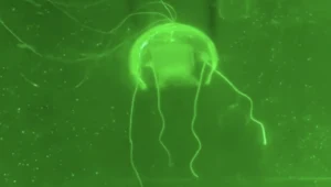 Chińscy naukowcy stworzyli "podwodnego ducha". Jak żywy!