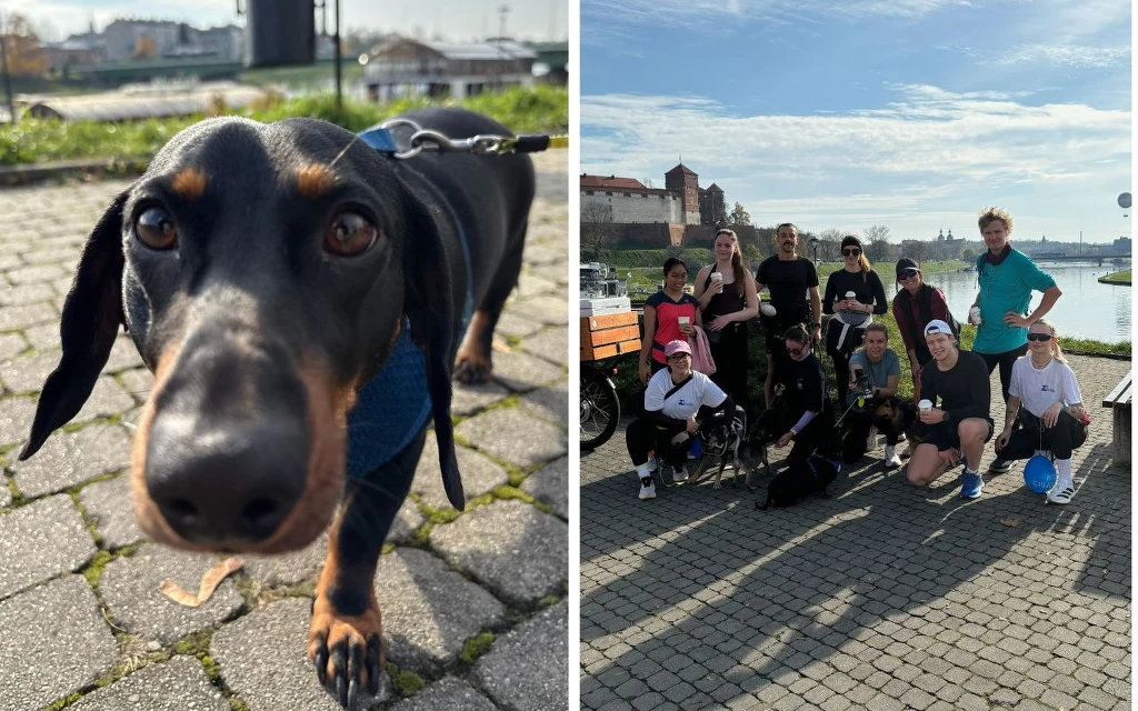 Zoomies Run Club to otwarte spotkania biegowe, które łączą ludzi i psy