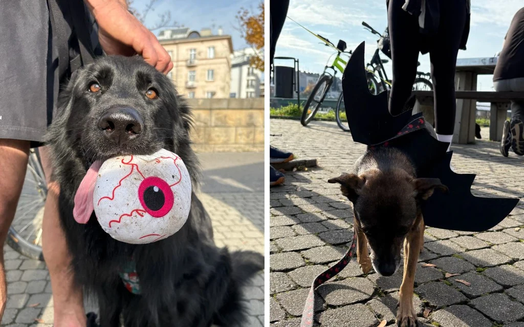 Czarny pies trzyma pluszową zabawkę w kształcie oka z wystającym językiem, obok drugi pies ubrany w przebranie przypominające skrzydła nietoperza, w tle brukowany chodnik i kilka osób z rowerami.