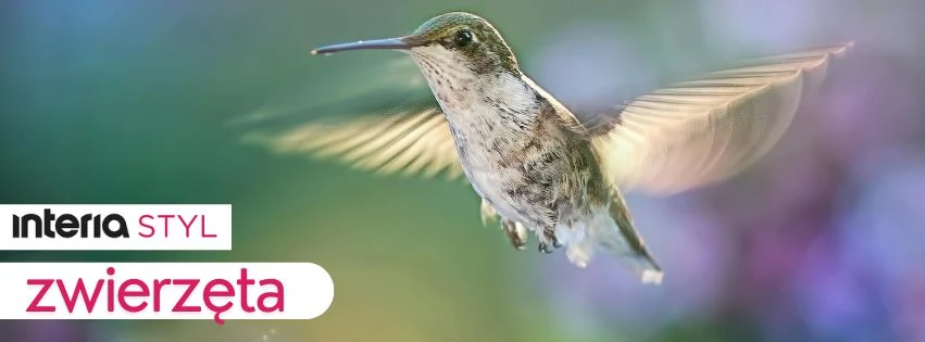 Świat zwierząt to nie tylko instynkt, to także emocje, więzi i pamięć Koliber unoszący się w powietrzu z rozpostartymi skrzydłami na tle rozmytego, kolorowego tła.