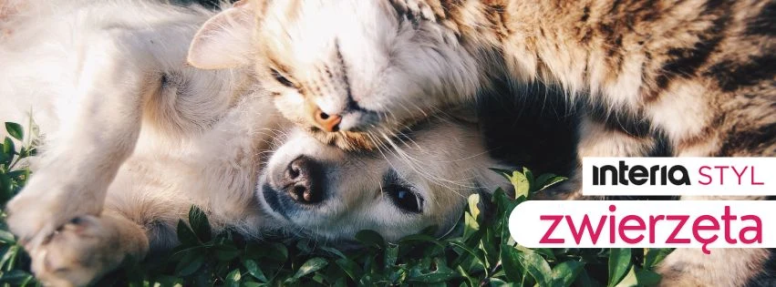 Sprawdź, czy twój pupil ma wszystko, czego potrzebuje do szczęścia Kot i pies leżą razem na trawie, tulą się do siebie, wyrażając czułość i przyjaźń międzygatunkową. Na zdjęciu widoczne są również napisy dotyczące zwierząt i stylu.