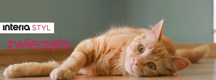 Rudy kot leżący na drewnianej podłodze z lekko uniesioną głową, patrzący w kierunku aparatu, w tle jasna ściana i napis 'interia STYL' oraz 'zwierzęta'.