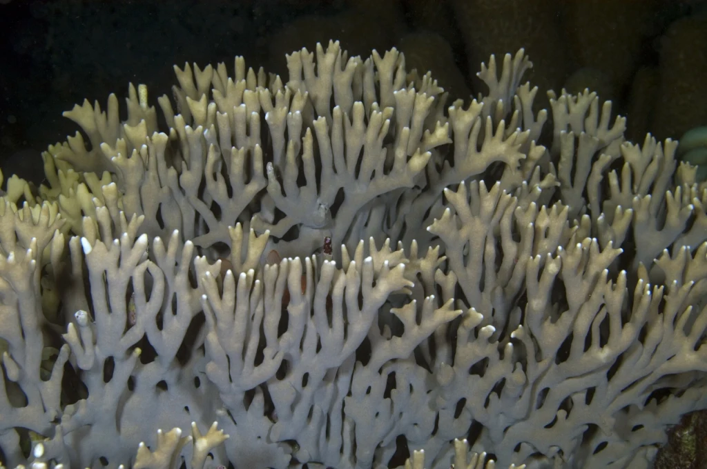 Białe, rozgałęzione koralowce o licznych cienkich i wydłużonych gałęziach rozmieszczone gęsto obok siebie, w tle ciemna woda morska podkreślająca kształty koralowca.