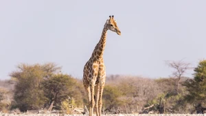 Sprawdzili, dlaczego żyrafy mają tak długie nogi. Odpowiedź zaskakuje