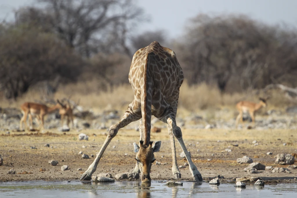 Żyrafa pochylona do wody w specyficznej pozycji z szeroko rozstawionymi nogami, pijąca z wodopoju na sawannie. W tle widoczne są antylopy oraz suche drzewa.