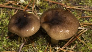 Pojawia się po pierwszych przymrozkach. Szukaj w określonych miejscach