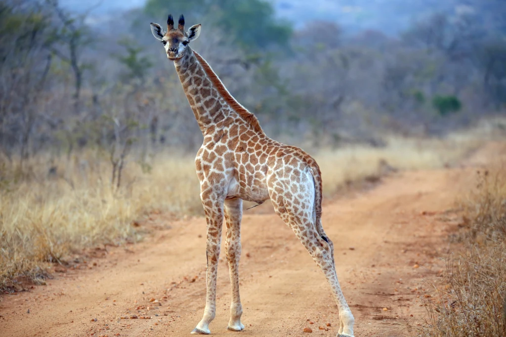 Budowa ciała żyrafy jest ryzykowna Młoda żyrafa stoi na piaszczystej drodze pośród suchej, afrykańskiej sawanny, w tle roślinność charakterystyczna dla tego regionu.