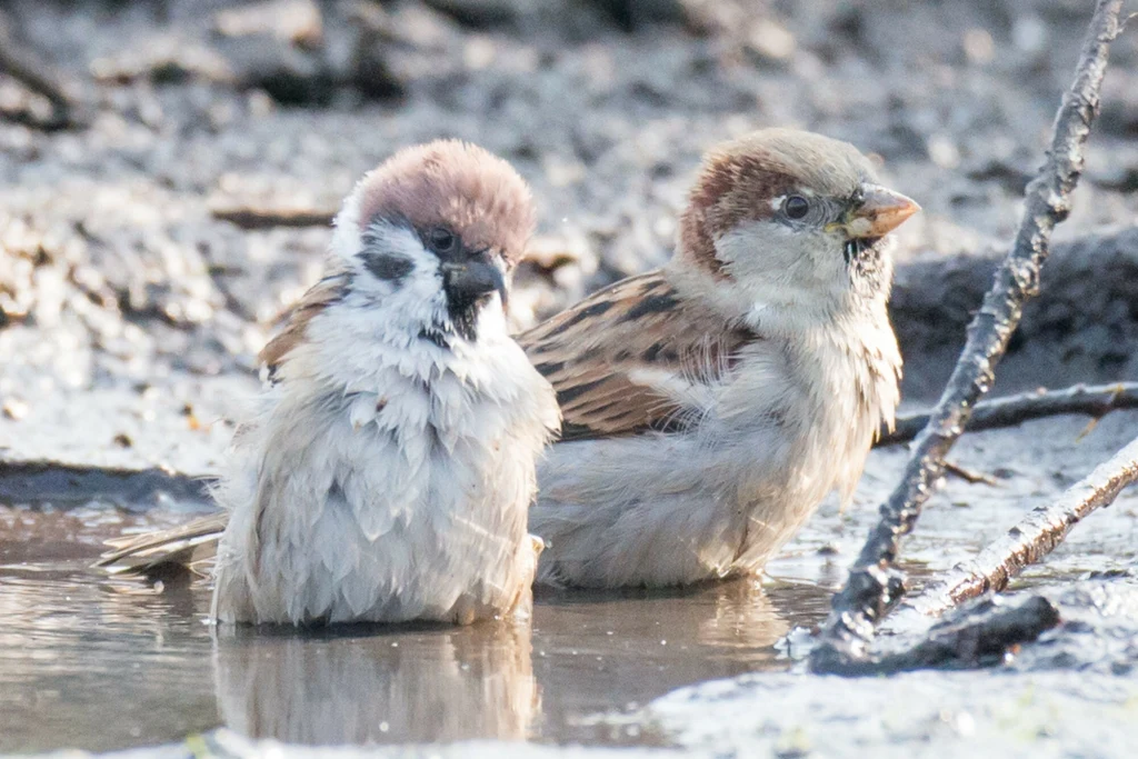 Na tym zdjęciu mamy dwa polskie gatunki wróbla: domowego i mazurka Na tym zdjęciu mamy dwa polskie gatunki wróbla: domowego i mazurka