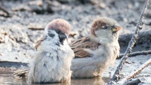 Wielu Polaków popełnia ten błąd. Myślimy, że są wszędzie, a jednak znikają