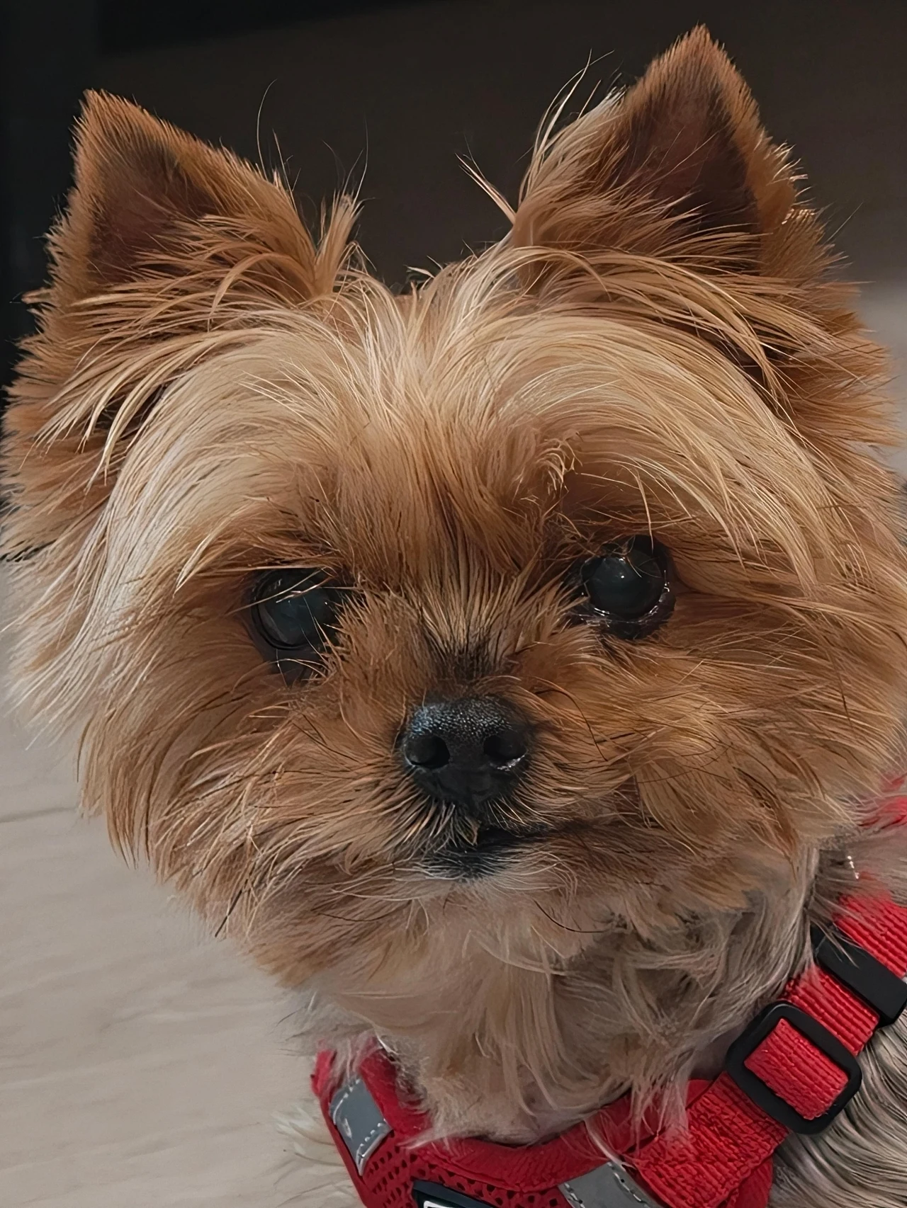 Zdjęcia zrobione przez Oppo Find X9 Pro. Mały pies rasy yorkshire terrier o puszystej sierści i ciemnych oczach, założona czerwona uprząż, tło rozmyte, pies patrzy bezpośrednio w obiektyw.