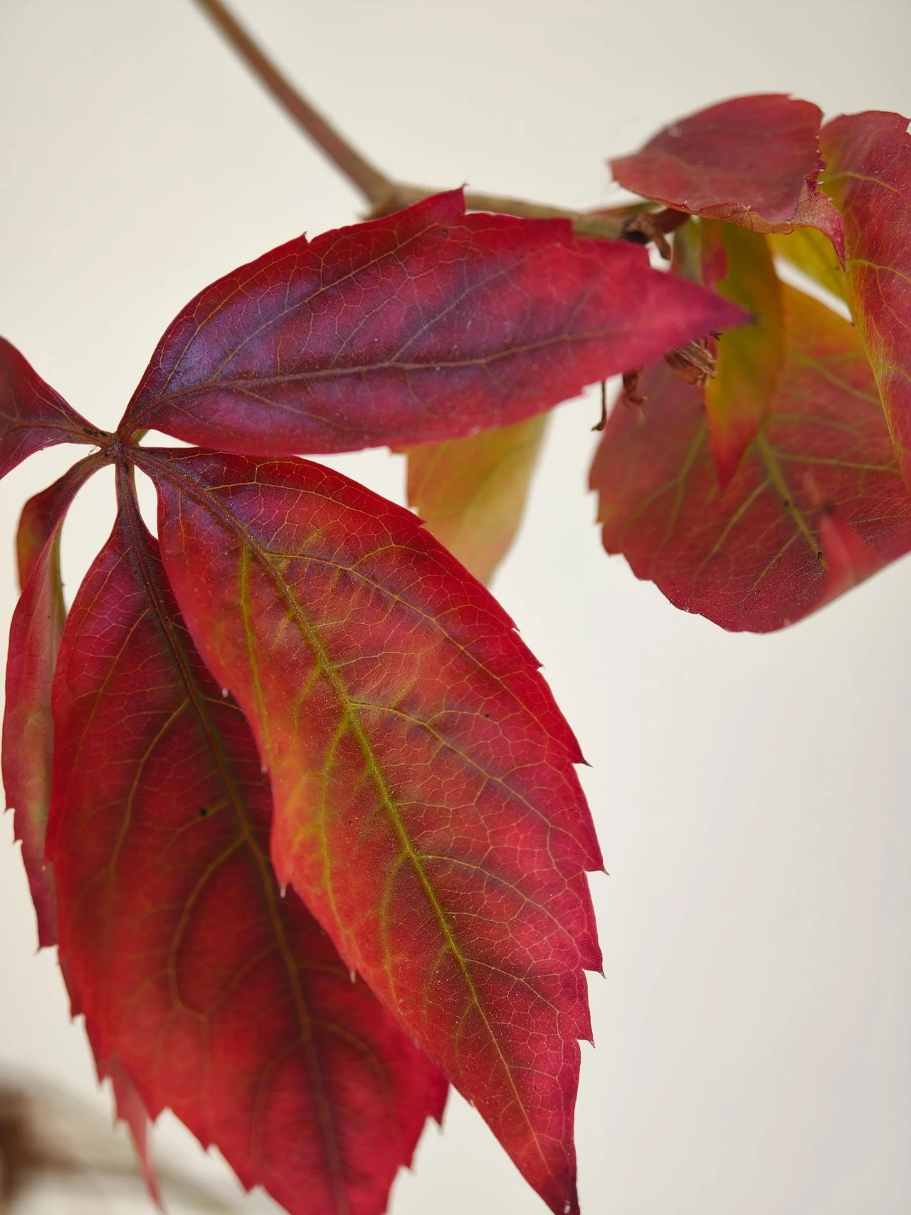 Zdjęcie makro. Czerwone liście z wyraźnymi żyłkami na jasnym tle, ostrze liści ząbkowane, delikatnie przechodzące w odcienie zieleni i żółci, skupione na detalach faktury.