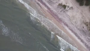 Fioletowy piasek nad Bałtykiem. Zjawisko przyciąga tłumy turystów