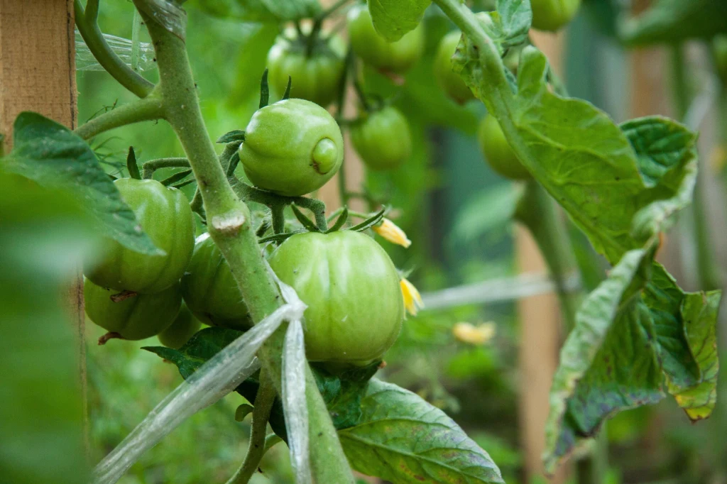 Zielone, niedojrzałe pomidory rosnące na krzaku, wsparte na drewnianych podporach, otoczone zielonymi liśćmi, widoczne są także drobne żółte kwiaty.