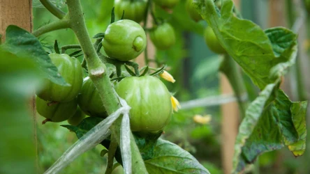 Ważnym zabiegiem dla sadzonek pomidorów jest nawożenie.