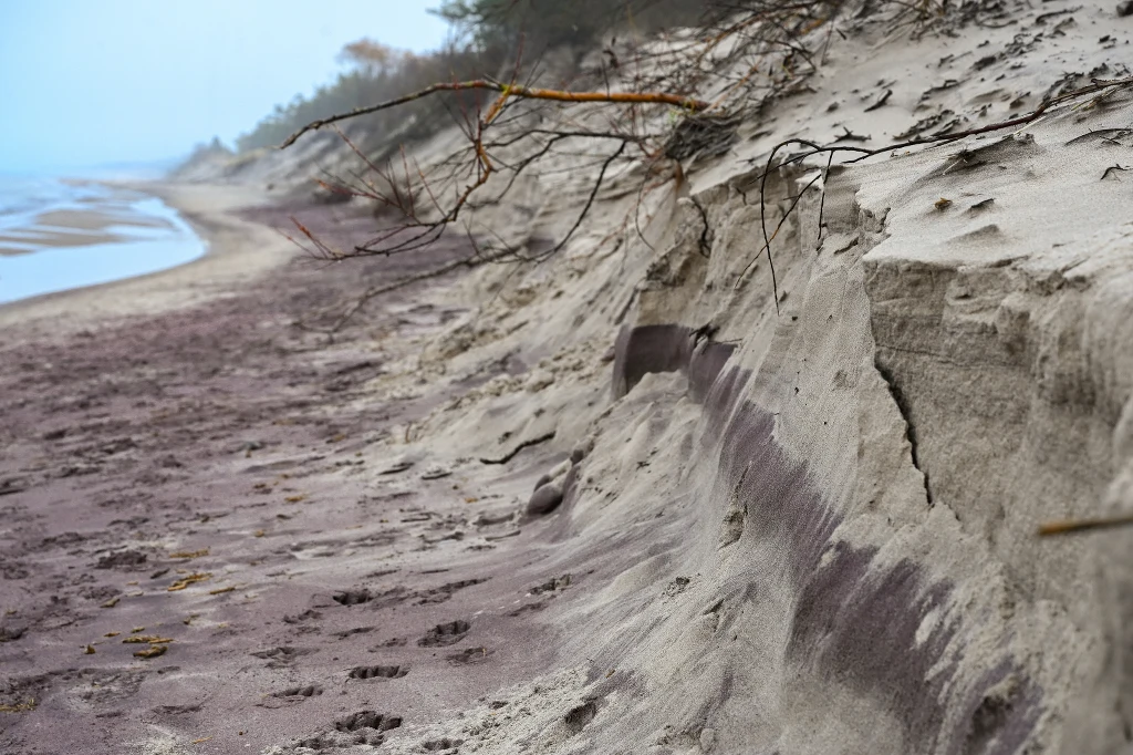 Filetowa plaża w Mielnie Piaszczysty brzeg morza z widocznymi erozjami wydm oraz gałęziami powalonymi przez wiatr. W tle łagodna linia brzegu oraz spokojna woda, ślady na piasku wskazują na obecność spacerujących osób.