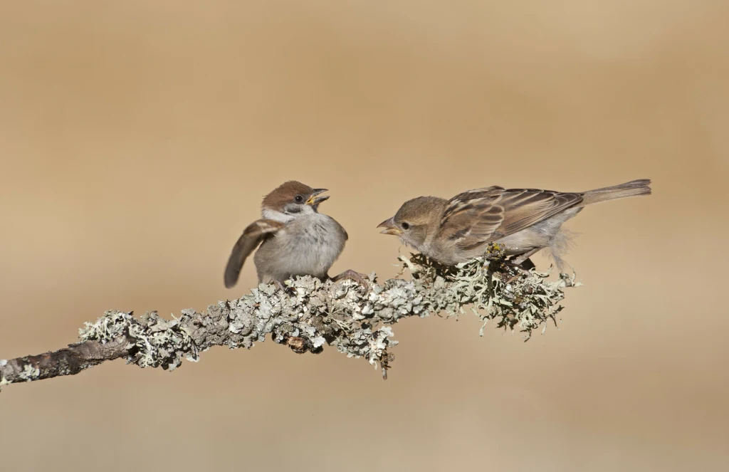Starcie młodego wróbla domowego z młodym mazurkiem. Północna Hiszpania Dwa wróble siedzą na pokrytej porostami gałęzi na tle rozmytego, jasnobrązowego tła, jeden z ptaków ma otwarty dziób jakby nawoływał drugiego.