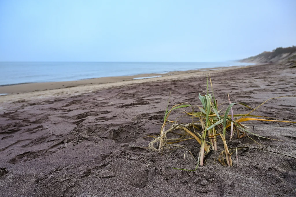 Fioletowy piasek na plaży w Mielnie Zbliżenie na zieloną trawę rosnącą na piaszczystej plaży z widocznym w tle morzem oraz spokojnym, pochmurnym niebem.